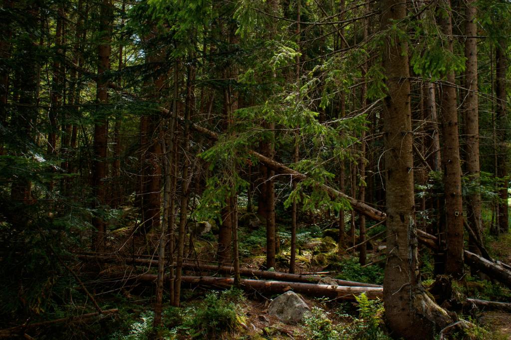 Alabama Forest Healing Co.