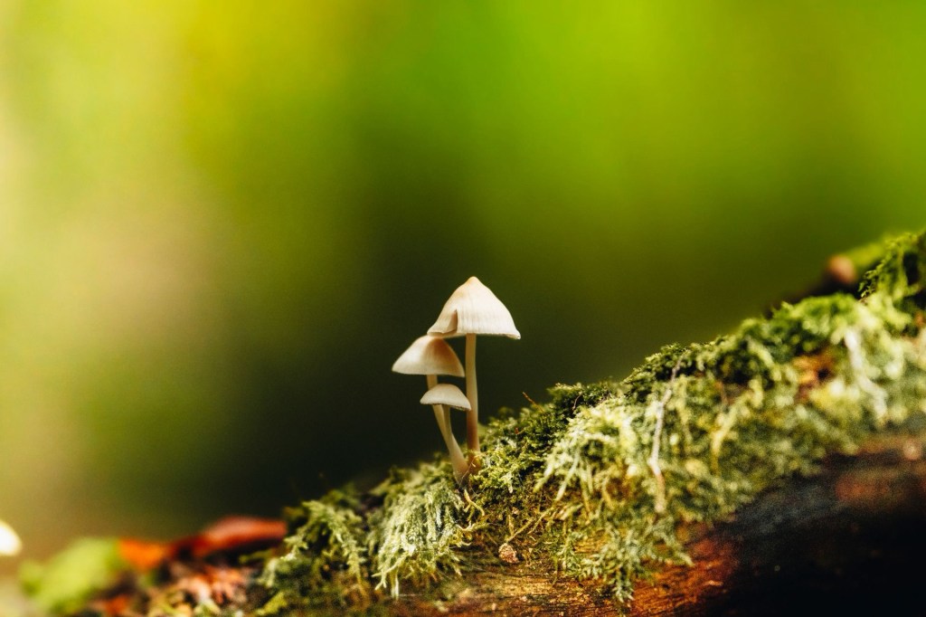 Nature’s Internet